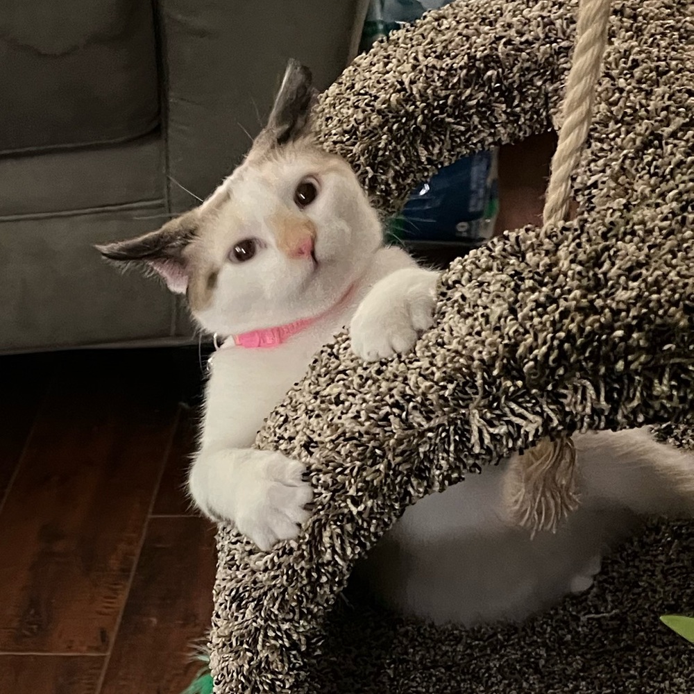 Meet your Posher, Elizabeth